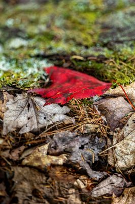 Coastal Maine Botanical Gardens by null