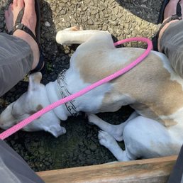 Dog friendly patio