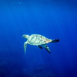 Rip City Scuba Scuba & Watersports