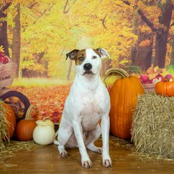 Katie's Canine Klubhouse - Buster Brown in Fall taken at KCC