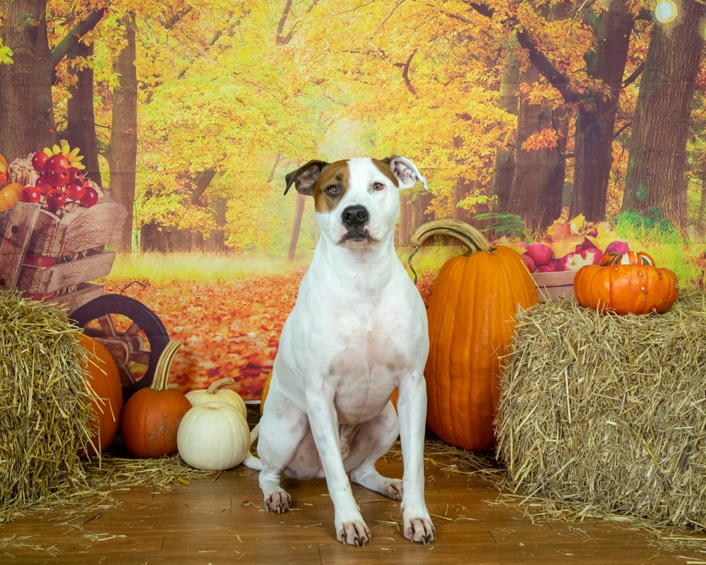 Katie's Canine Klubhouse - pet boarding facility in Racine, WI