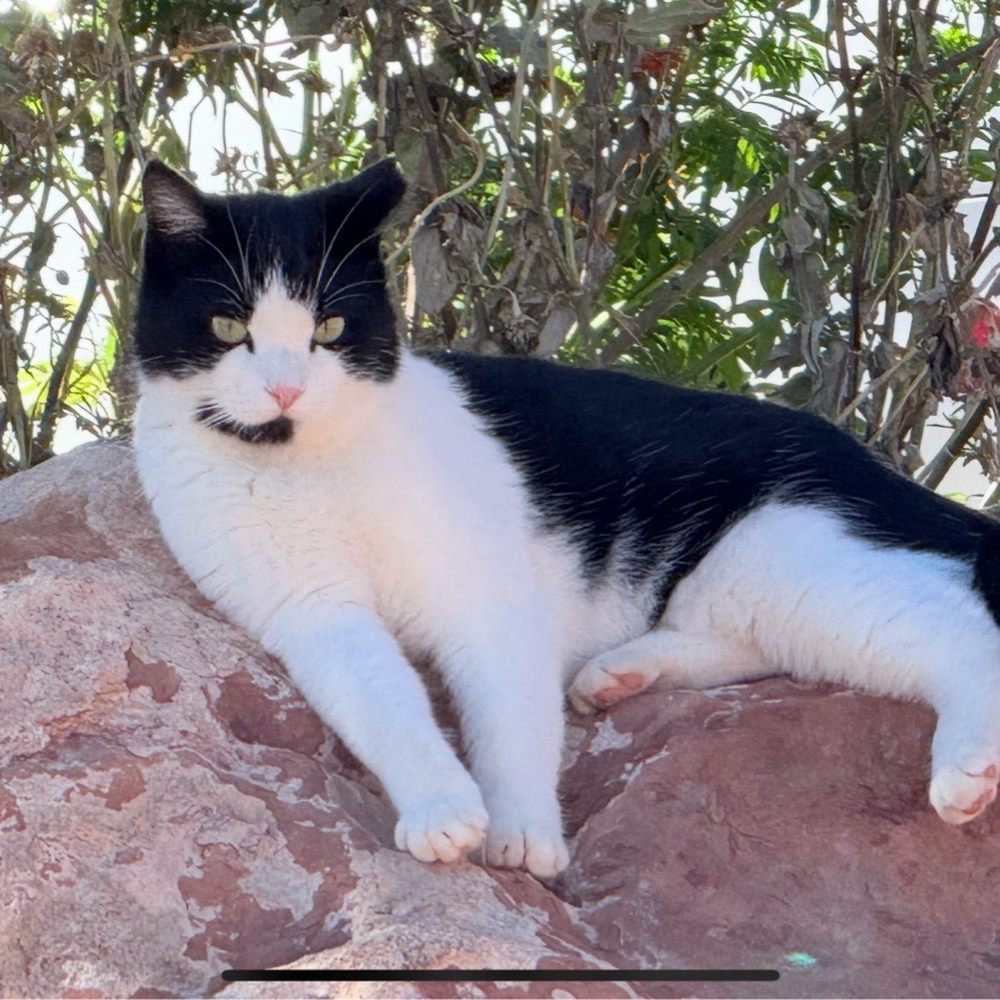 Zion Cliff Lodge - One of the kitties - Hotels Near Me - Hildale, Utah Zion Cliff Lodge - One of the kitties - Hotels Near Me - Hildale, Utah