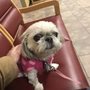 Photo of Alicia's Pampered Paws