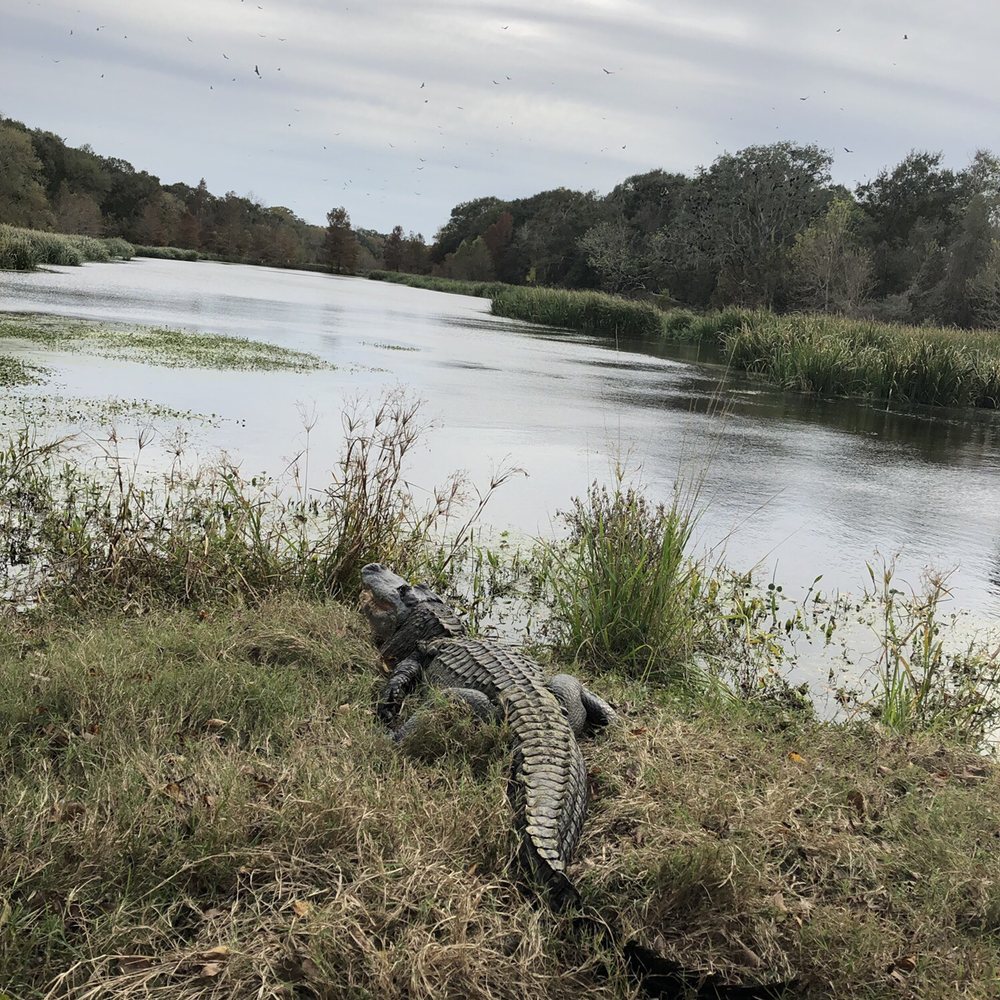 Brazos Bend State Park - Gator trail - Parks Near Me - Needville, Texas
