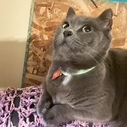 Auburn Hills Animal Hospital - Luna back when she had it the first one removed (picture one)