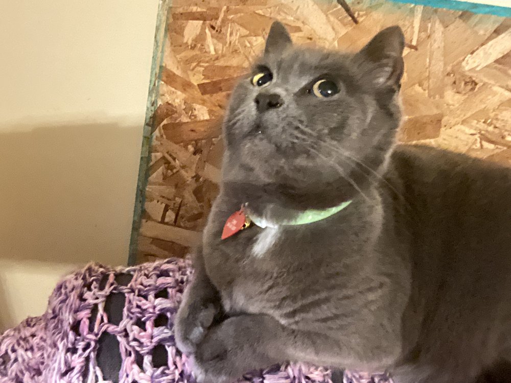 Auburn Hills Animal Hospital - pet boarding facility in Auburn, IN