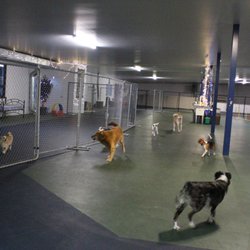 The Dog Club