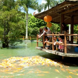 大棠有機生態園 - 湖心亭餵魚  Lake Pavilion