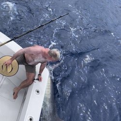 Fire Hatt Sportfishing - Marlin!