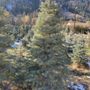 Photo of Shelton's Christmas Tree Farm