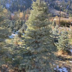Shelton's Christmas Tree Farm - Our tree this year