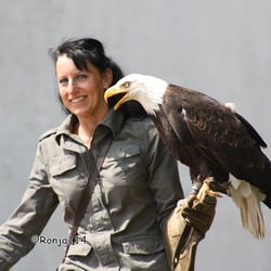 Sächsischer Adler und Jagdfalkenhof - Sächsischer Adler und Jagdfalkenhof, Augustusburg - Sachsen - Beide !! ... meine Meinung !