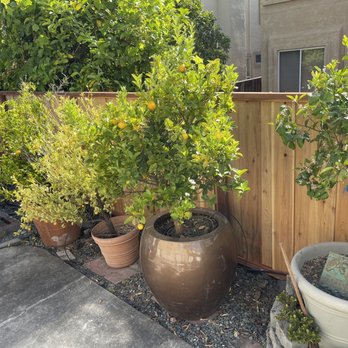 Rodriguez Maintenance & Landscaping - Landscaping Near Me - San Leandro, California