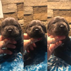 Blu Cane Corso Request A Quote 71 Photos Pet Breeders