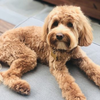 Shampooch Dog Salon - Another great grooming photo of my puppy. - Pet Groomers Near Me - Sausalito, California