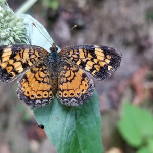 GOLDFINCH KITCHEN & COCKTAILS - 47 Photos & 44 Reviews - Cocktail Bars