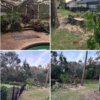 Tealz Trees - Before and after - Tree Services Near Me - Seffner, Florida Tealz Trees - Before and after - Tree Services Near Me - Seffner, Florida