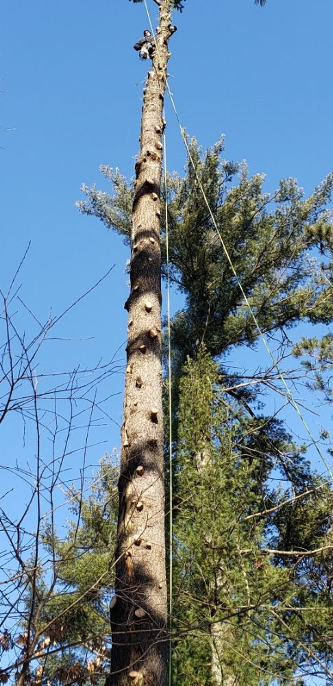 B G Tree Service - tree service in Middleton, WI