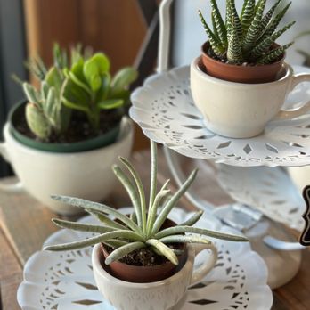 The Forge Coffee - Succulents for sale - Coffee & Tea Near Me - Dufur, Oregon The Forge Coffee - Succulents for sale - Coffee & Tea Near Me - Dufur, Oregon
