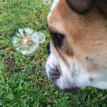 Mythic Bulldogs - Can I Eat It? - Pet Breeders Near Me Mythic Bulldogs - Can I Eat It? - Pet Breeders Near Me