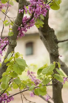 Park Hotel ai Cappuccini by null