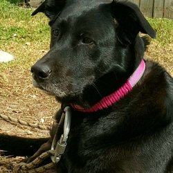 Paw Five Pet Services - This is my 10 year old Labrador, Bessie. My husband is a combat veteran Marine, and she is his service dog.