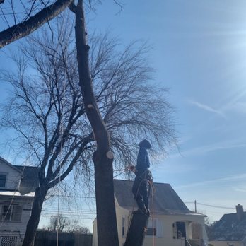 Cruz Tree Services - Tree Services Near Me - Baltimore, Maryland Cruz Tree Services - Tree Services Near Me - Baltimore, Maryland