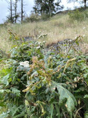 Spencer Butte Trailhead by null