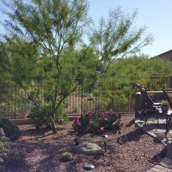 Top Leaf Tree Service - Before - Tree Services Near Me - Mesa, Arizona