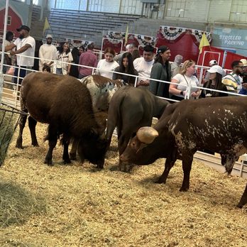 State Fair of Texas - Squaring off - Festivals Near Me - Dallas, Texas State Fair of Texas - Squaring off - Festivals Near Me - Dallas, Texas