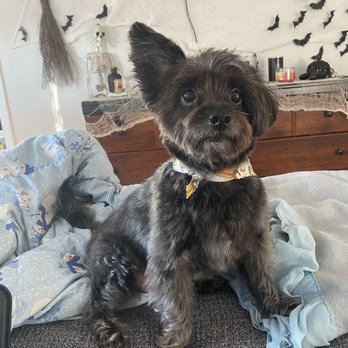 Bark Avenue Grooming - Pet Groomers Near Me - Pequannock, New Jersey