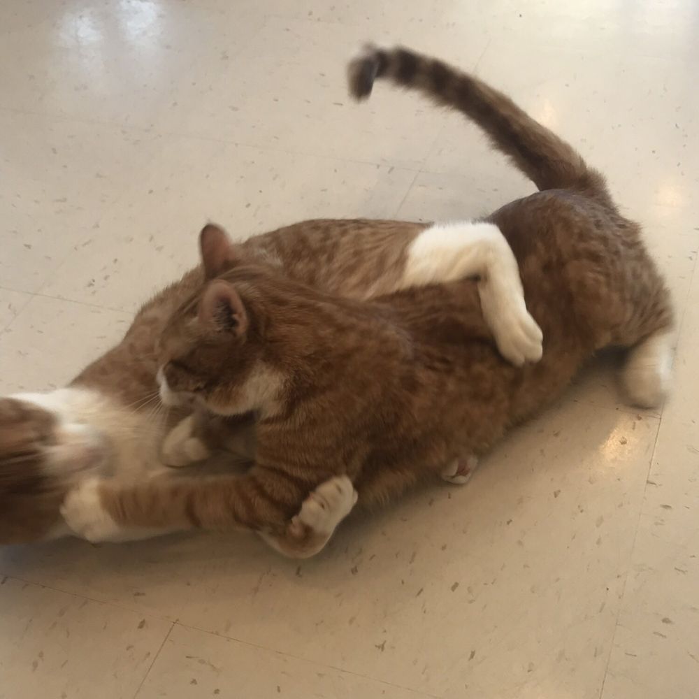 Catopia Cat Cafe - Pet Adoption Near Me - Albuquerque, New Mexico