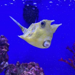 Longhorn Cowfish!