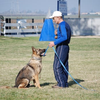 big basin dog boarding
