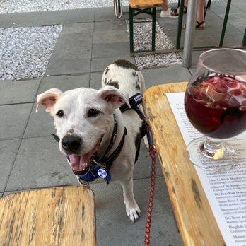 Dacha Beer Garden - My dog in the beer garden - Beer Gardens Near Me - Washington, DC, District of Columbia