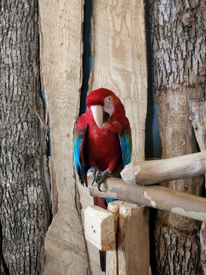 Bird Kingdom by null