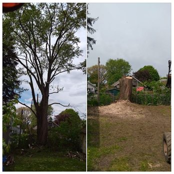 Budine Tree Service - Tree Removal Services: Deposit, NY: Budine Tree Service - Tree Services Near Me Budine Tree Service - Tree Removal Services: Deposit, NY: Budine Tree Service - Tree Services Near Me