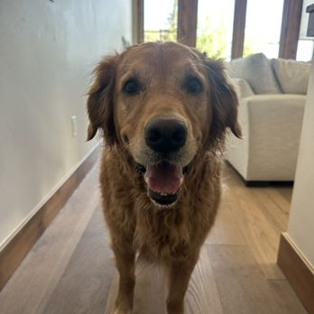 Mountain Dawgs - Happy dog - Pet Sitting Near Me - Frisco, Colorado Mountain Dawgs - Happy dog - Pet Sitting Near Me - Frisco, Colorado