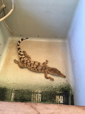 Palawan Wildlife Rescue and Conservation Center (Crocodile Farm) by null