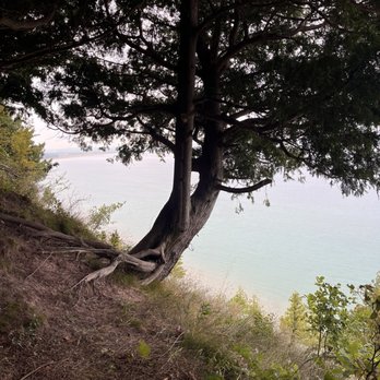 Empire Bluff Trail - Cool tree growing over the cliff - Hiking Near Me