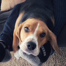 Bella the Beagle