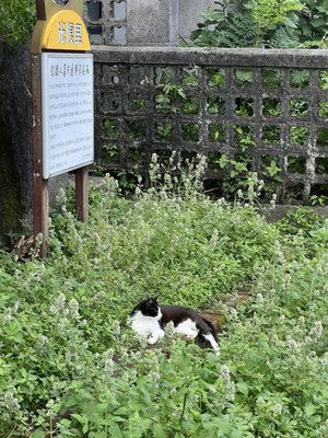 Houtong Cat Village by null