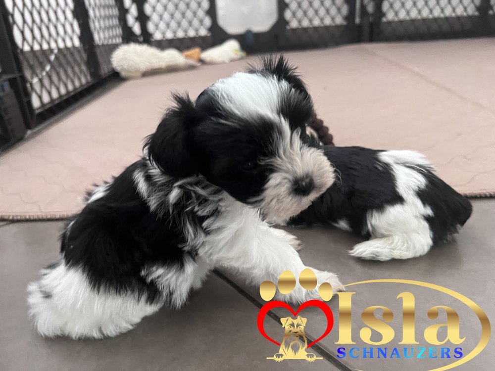 Isla Schnauzers Image