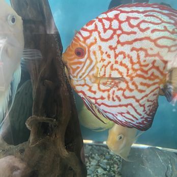 Stacey’s Pets - Breeding Pair Discus - Local Fish Stores Near Me - Hilo, Hawaii