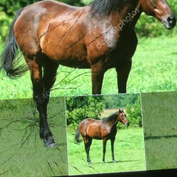 Down River Ranch - Horse Boarding Near Me - Riverside, California