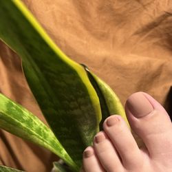 Pink Cloud Nail Spa - Toes