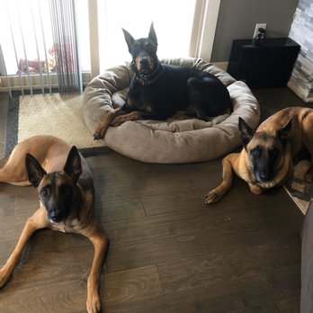 Ears-UpK9 - Structure is everything! - Pet Training Near Me - Louisville, Tennessee Ears-UpK9 - Structure is everything! - Pet Training Near Me - Louisville, Tennessee