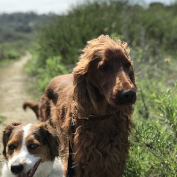 Solana Beach Pet Care - Hannah & Hunter on a hike at Cardiff Lagoon - Dog Walkers Near Me Solana Beach Pet Care - Hannah & Hunter on a hike at Cardiff Lagoon - Dog Walkers Near Me