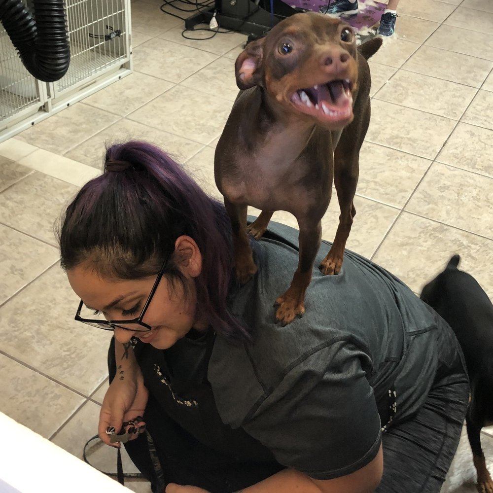 Ruff Life Grooming - Boone soo happy and comfy enough for him to do this lol!! - Pet Groomers Near Me - La Quinta, California Ruff Life Grooming - Boone soo happy and comfy enough for him to do this lol!! - Pet Groomers Near Me - La Quinta, California