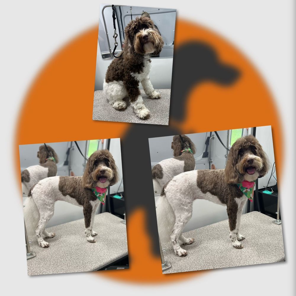 FURRY LAND MOBILE GROOMING KNOXVILLE Updated August 2024 Knoxville, Tennessee Pet